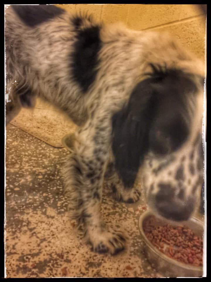 Dog found in Conrad, sent to local pound.